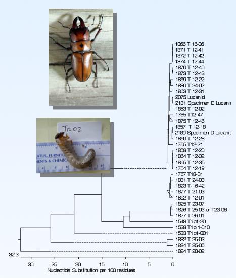 Lucanid beetle (stag beetle) larva and adult with matching COXI DNA sequences.