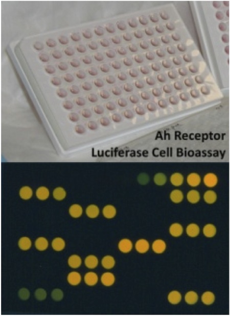 Receptor Assay