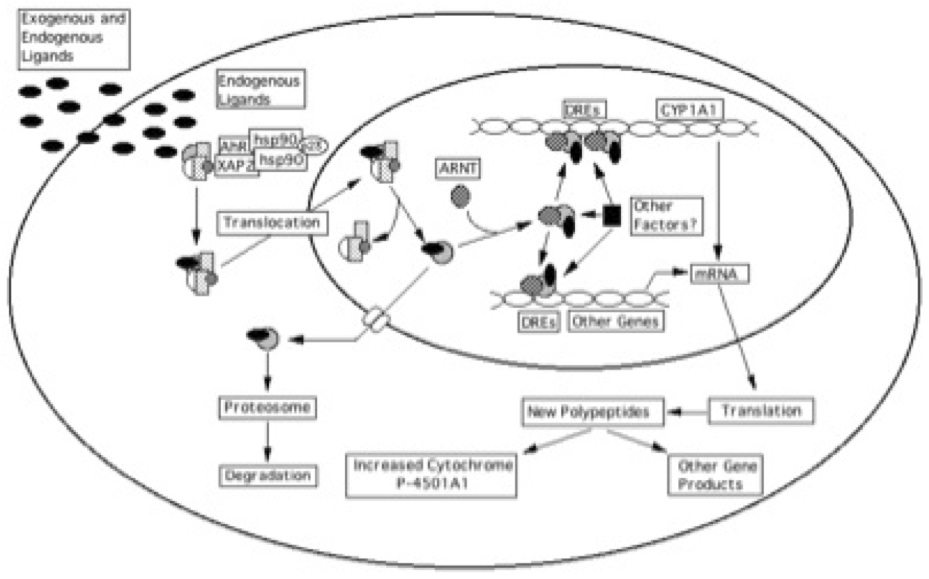 Receptor Diagram