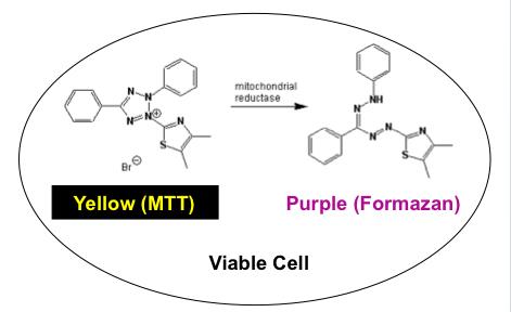 MTT assay reaction