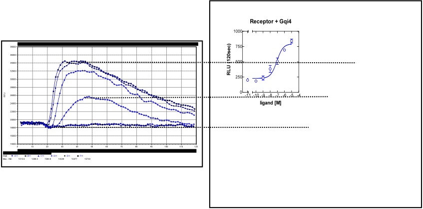 Opioid assay