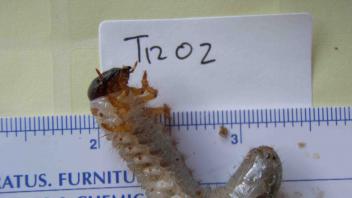 A lucanid larva pulled from dead wood