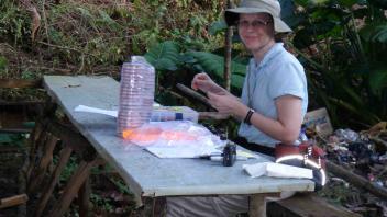 Kyria Boundy-Mills (UC Davis) cataloging beetle larvae before dissection, Papalia, July 2010