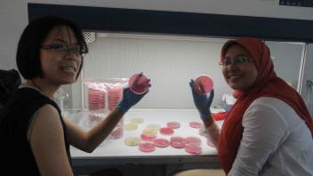 Laura Ignatia (UC Davis) and Sarah Faulina (FORDA) purifying microbes, Unhalu, Kendari, November 2011