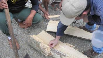 Nathan Schiff (USDA Forest Service) extracting beetle larvae from wood from a wounded tree, Papalia, November 2011