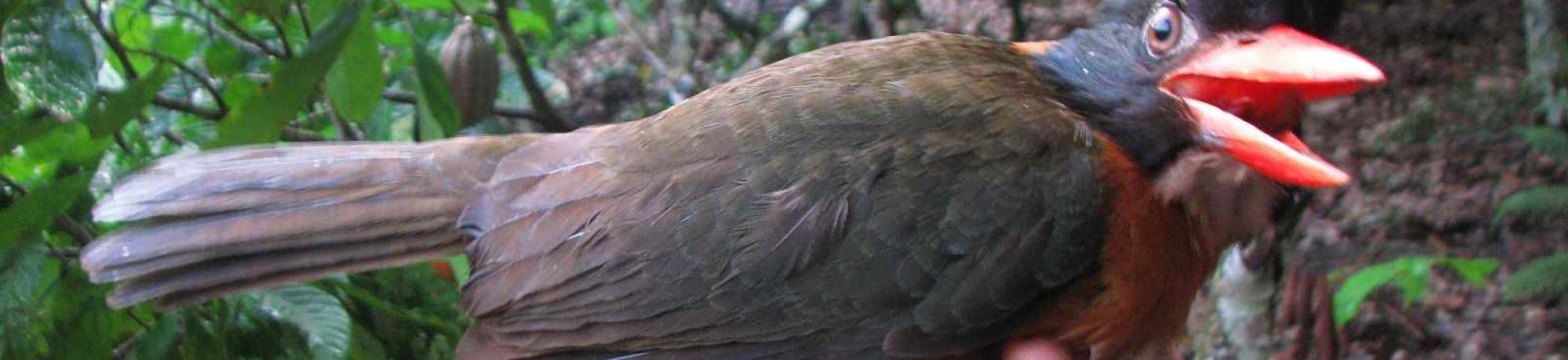 Bird
