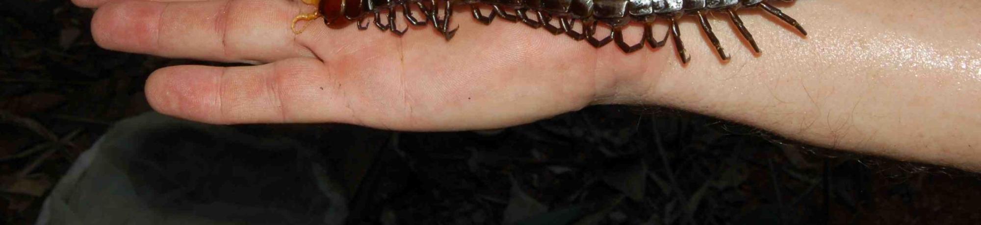 Centipede