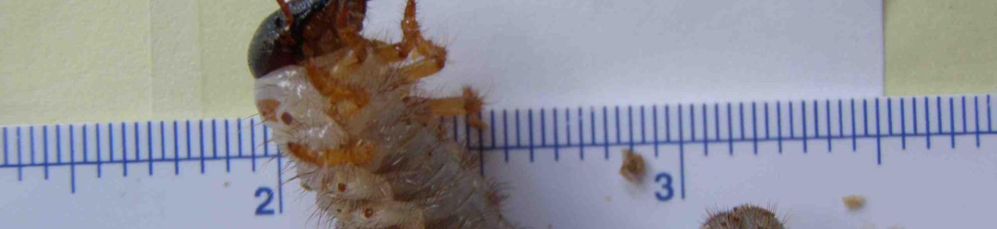 A lucanid larva pulled from dead wood