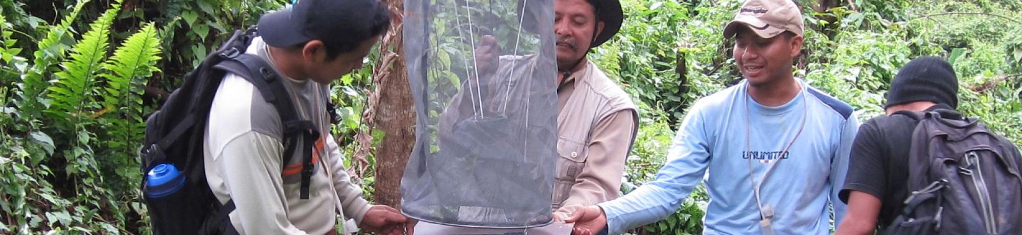 Insect traps